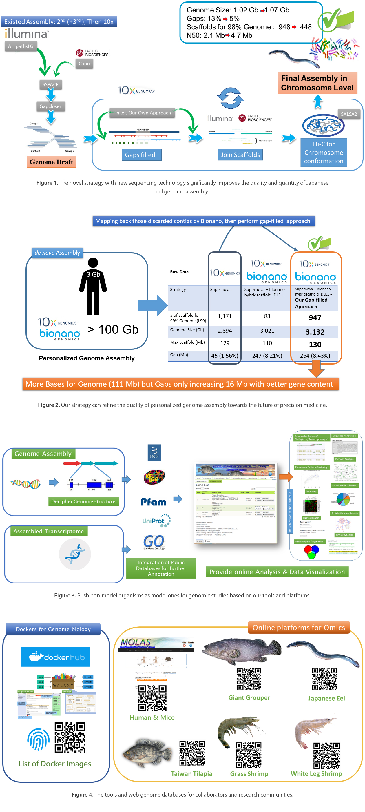 Assemble and Annotate Economically Important Genome in Chromosome